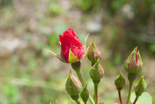 Red rose petals with rain drops closeup. Red Rose.