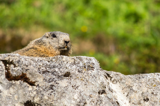 Alpine marmot sitting on a rock in the evening sun.