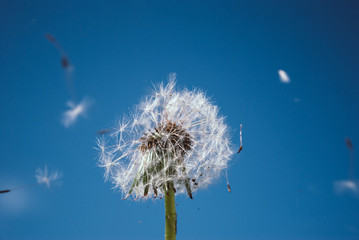 Closeup of dandelion on natural blue background