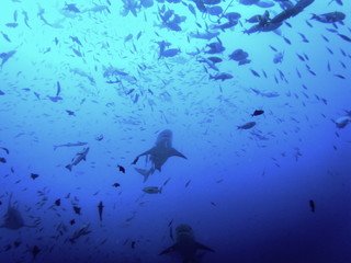 bull shark, carcharhinus leucas, Bega lagoon, Fiji