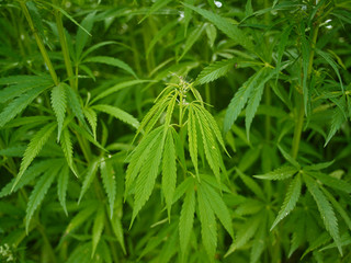 Plants: Closeup of industrial hemp plants at the edge of a field in Eastern Thuringia