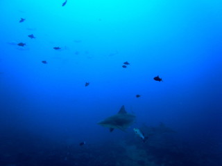 Fototapeta na wymiar bull shark, carcharhinus leucas, Bega lagoon, Fiji