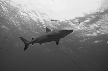 bull shark, carcharhinus leucas, Bega lagoon, Fiji