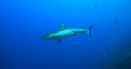 bull shark, carcharhinus leucas, Bega lagoon, Fiji
