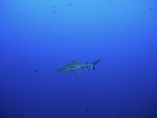 Fototapeta premium bull shark, carcharhinus leucas, Bega lagoon, Fiji