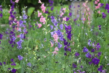 Fototapeta premium Colorful flowers bloom in a meadow