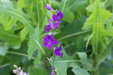Violet flowers blooming