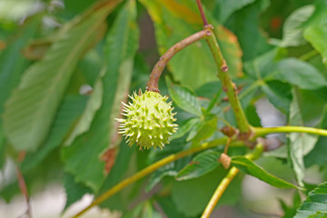 Chestnuts and leaves