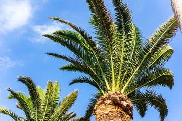 Beautiful summer Mediterranean landscape, shining from the afternoon sun coconut palms. A pale blue sky with fluffy white clouds. Place for advertising.