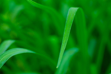 freshness green grass macro.Nature background summer or spring