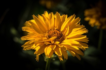 żółty kwiat ogrodowy - obrazy, fototapety, plakaty