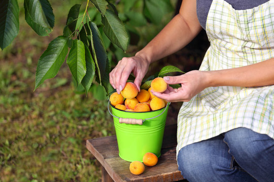девушка собирает спелые абрикосы в саду