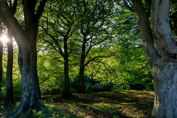 Trees