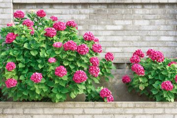 Fototapeta na wymiar Flowerbed with red flowers on a brick wall background