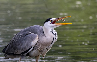 Obraz premium heron catching fish