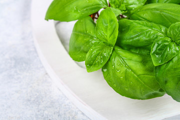 Green home basil, spicy herb in a basket.
