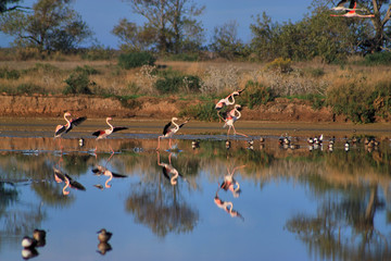 Flamingos in the Ria Formosa