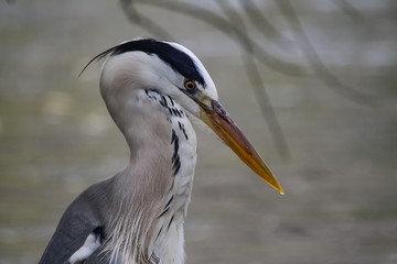 heron catching fish