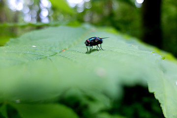 Fliege auf Blatt