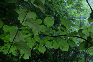 summer leaves
