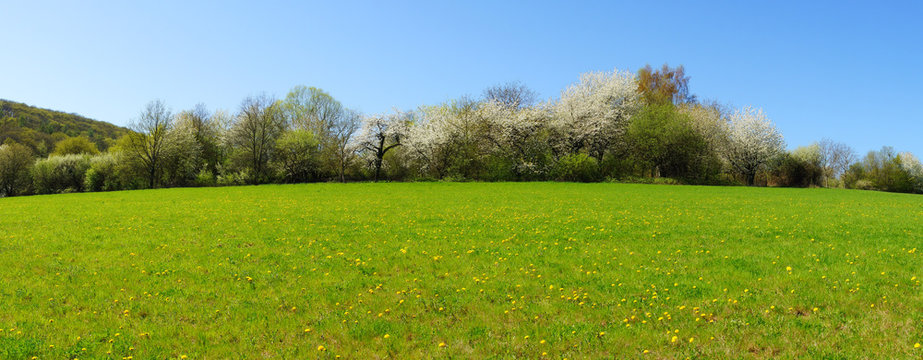 weiss bl&uuml;hende B&auml;ume im Fr&uuml;hling an einer Wiese mit gelbem L&ouml;wenzahn Panorama
