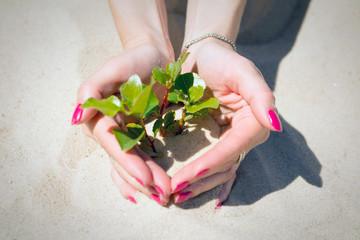 Female hands guard a green plant in the sand