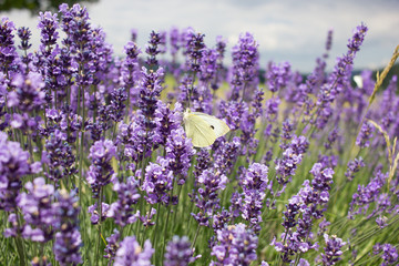Lavender field