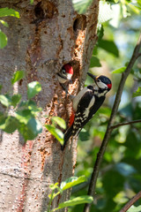 woodpecker feeding his little one