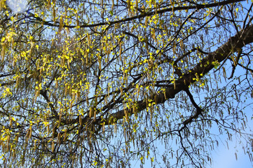 Birke Blätter und Blüten im Frühling aus der Froschperspektive
