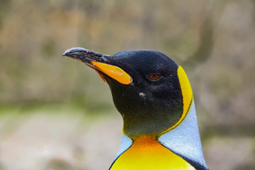 penguin