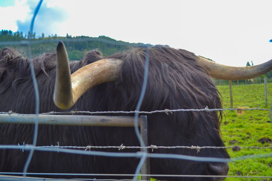 Hamish, The Highland Cow, In Kilmahog, Scotland