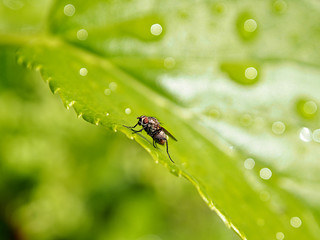 Fliege auf Blatt