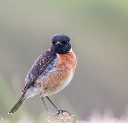 small birds with their colors brighten up the summer