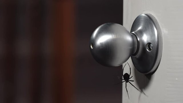 Black Widow Spider crawling underneath door knob spinning a web in the shadow.
