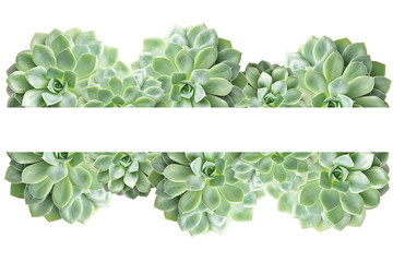 Frame of cactus succulent plant isolated on white