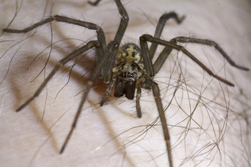 Giant house spider Tegenaria gigantea