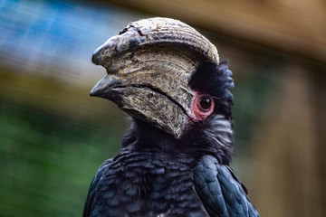 hornbill
