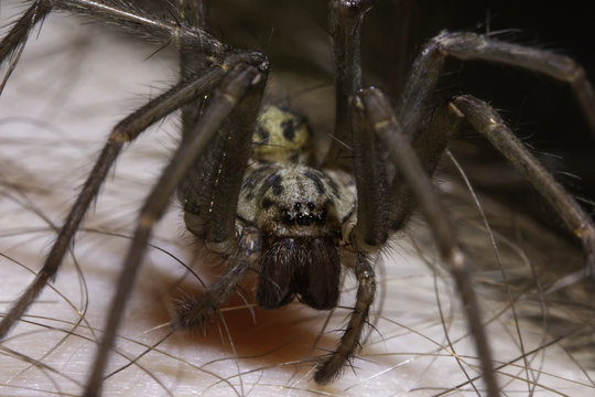 Giant house spider Tegenaria gigantea
