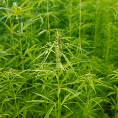 Plants: Closeup of a blooming hemp plant on the edge of an industrial hemp field in Eastern Thuringia