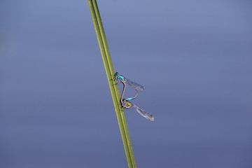 Libellules