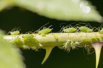 small black aphid on a green leaf in the open air close up