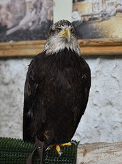 aguila calva americana