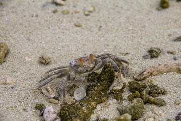 молодой краб бегает по пляжу