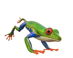 amazon frog in a white background