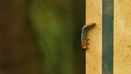 Raupe an einer Wand Makro