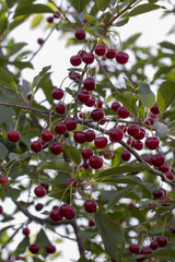 Cherry on the branch grows, ripened red cherry close up