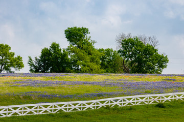 White fence Bluebonnet Field - 210908905