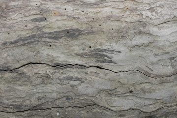 Closeup of piece of bark that was eaten by bark beetle