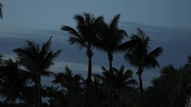 Silhouetted palm trees blow restlessly at night