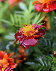Studentenblume Tagetes mit feuchten Blütenblättern Makro